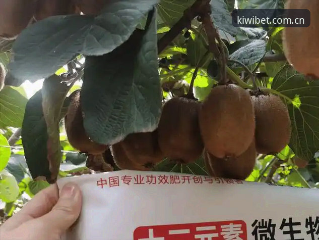资深用户亲测：奇异果买球新版下载推荐，2026赛季开局必备神器